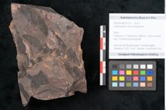 Foto (Objekt + Etikett) von Odontopteris minor Brongniart (NHMW-GEO-2024-0188-10727)